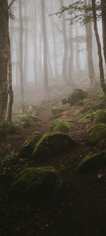 forest, fog Wallpaper 720x1600