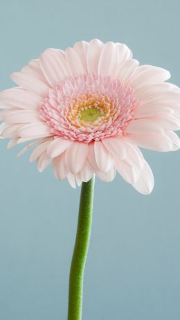 gerbera, flower Wallpaper 1440x2560