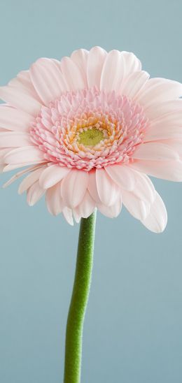 gerbera, flower Wallpaper 1080x2280