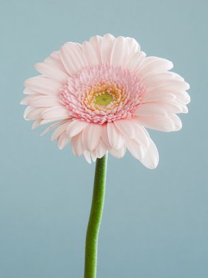 gerbera, flower Wallpaper 1668x2224