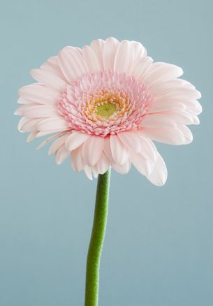 gerbera, flower Wallpaper 1640x2360