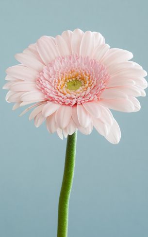 gerbera, flower Wallpaper 1752x2800