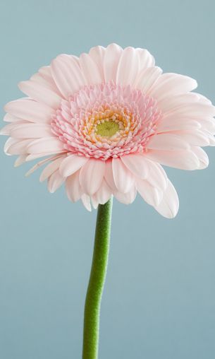 gerbera, flower Wallpaper 1200x2000