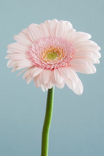 gerbera, flower Wallpaper 640x960