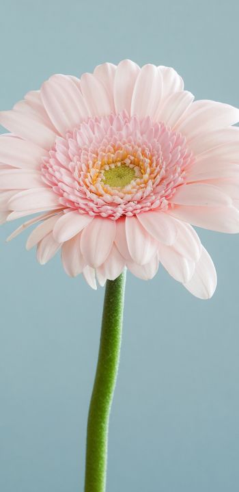gerbera, flower Wallpaper 1080x2220