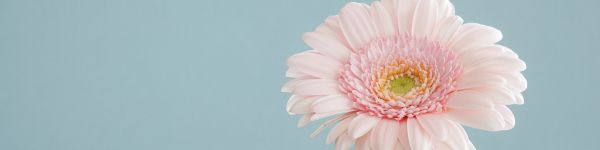 gerbera, flower Wallpaper 1590x400