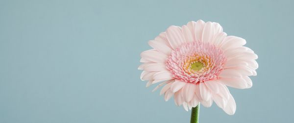 gerbera, flower Wallpaper 3440x1440