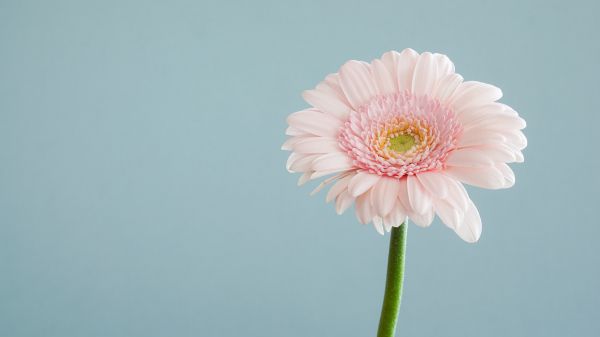 gerbera, flower Wallpaper 1366x768