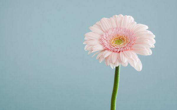 gerbera, flower Wallpaper 1920x1200