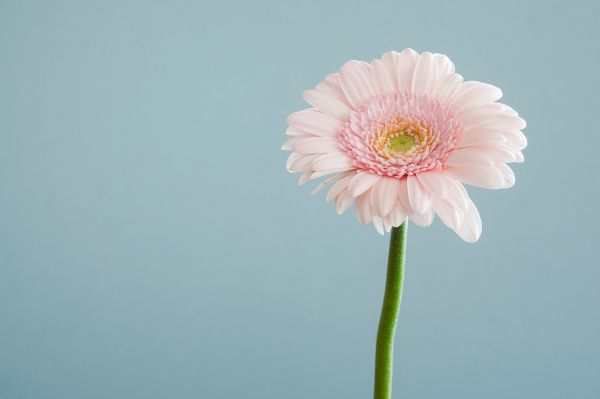 gerbera, flower Wallpaper 5261x3507