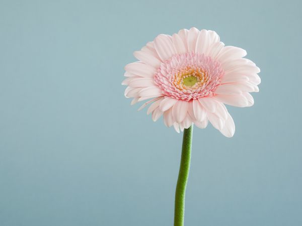 gerbera, flower Wallpaper 1024x768