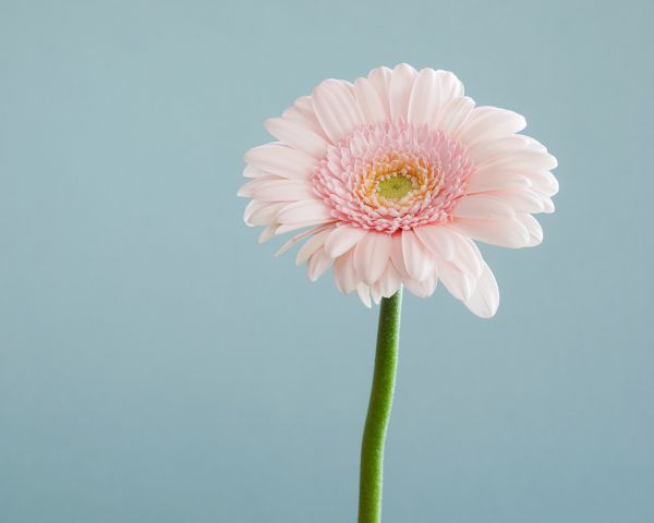 gerbera, flower Wallpaper 1280x1024