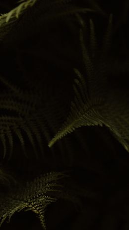 fern, dark background Wallpaper 1440x2560