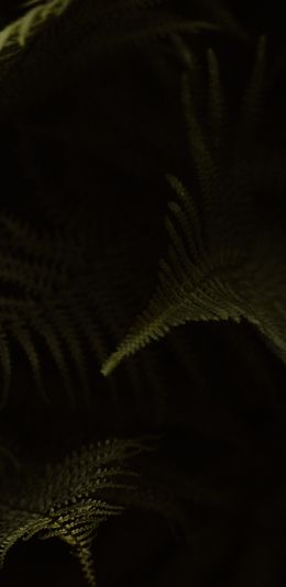 fern, dark background Wallpaper 1080x2220