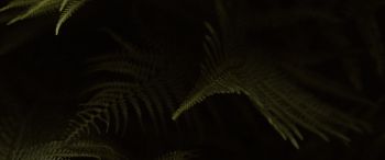 fern, dark background Wallpaper 3440x1440
