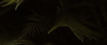 fern, dark background Wallpaper 2560x1080