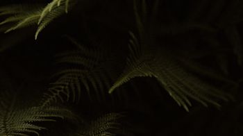 fern, dark background Wallpaper 1366x768