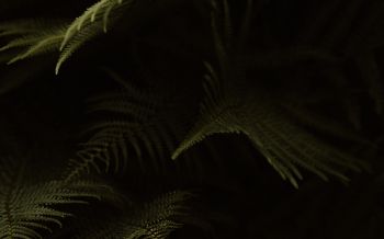 fern, dark background Wallpaper 1920x1200