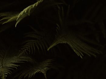fern, dark background Wallpaper 800x600