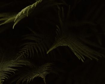 fern, dark background Wallpaper 1280x1024