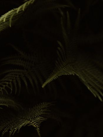 fern, dark background Wallpaper 1536x2048