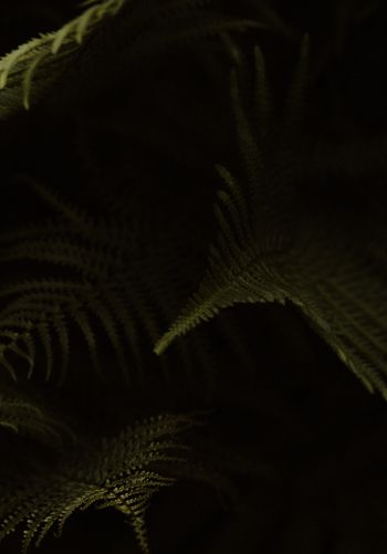 fern, dark background Wallpaper 1668x2388