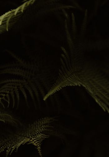 fern, dark background Wallpaper 1640x2360