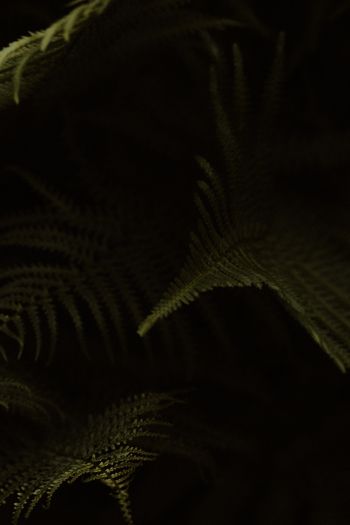 fern, dark background Wallpaper 640x960