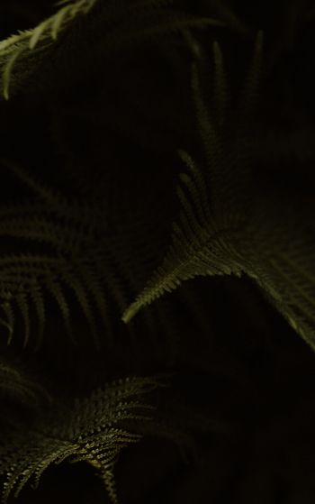 fern, dark background Wallpaper 1752x2800