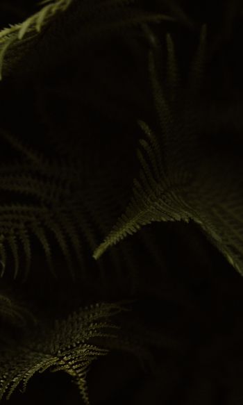fern, dark background Wallpaper 1200x2000