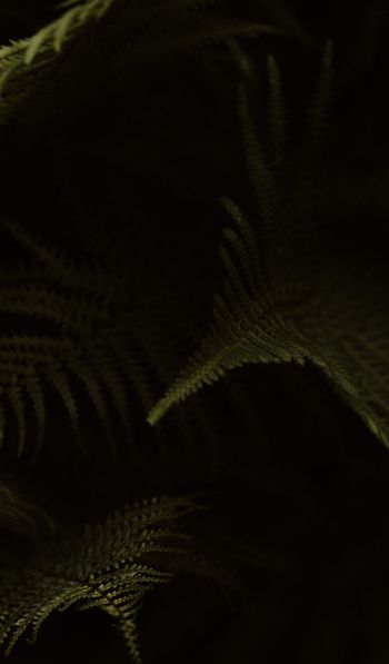 fern, dark background Wallpaper 600x1024