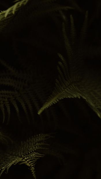 fern, dark background Wallpaper 640x1136