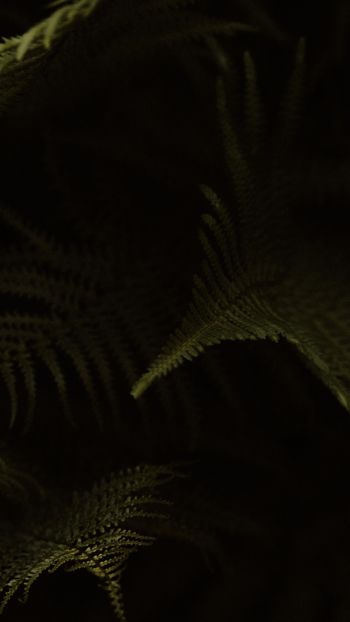 fern, dark background Wallpaper 750x1334