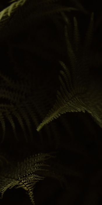 fern, dark background Wallpaper 720x1440