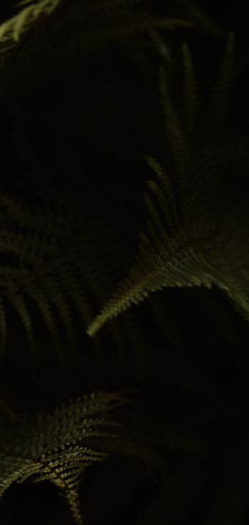 fern, dark background Wallpaper 720x1520