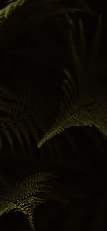 fern, dark background Wallpaper 1170x2532