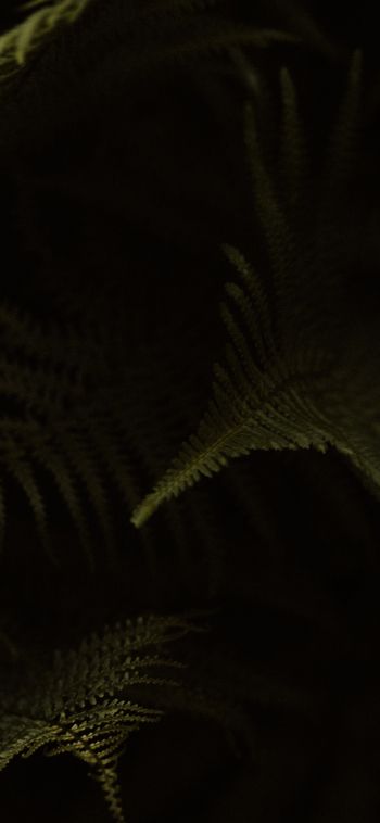 fern, dark background Wallpaper 1080x2340