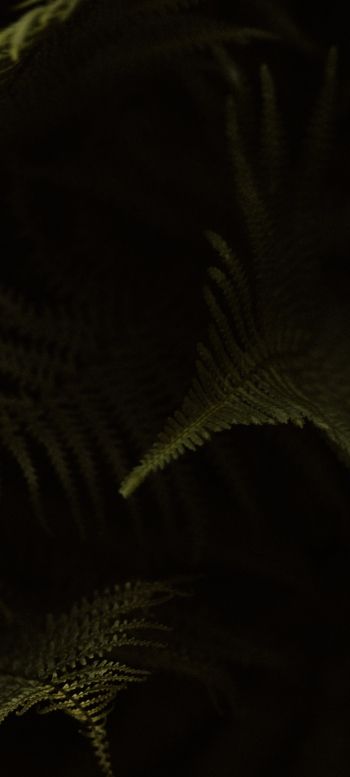 fern, dark background Wallpaper 1080x2400