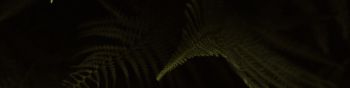 fern, dark background Wallpaper 1590x400