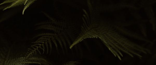 fern, dark background Wallpaper 2560x1080