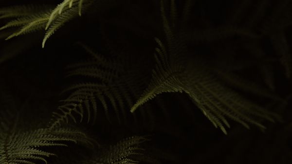 fern, dark background Wallpaper 2048x1152