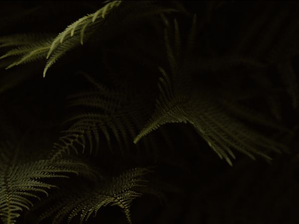 fern, dark background Wallpaper 5000x3750