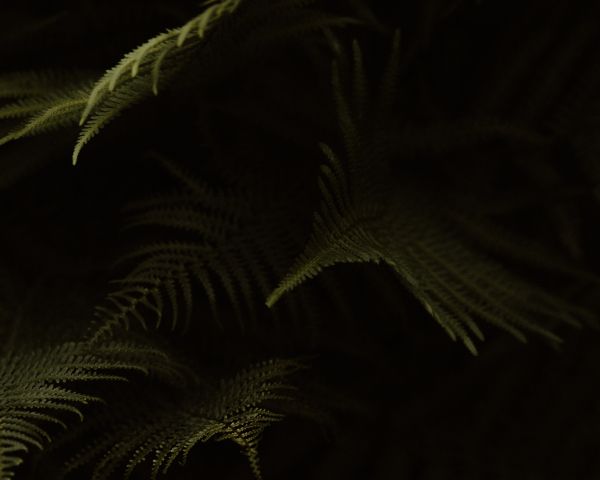 fern, dark background Wallpaper 1280x1024
