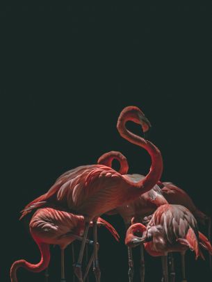 flamingo, bird, black background Wallpaper 2048x2732