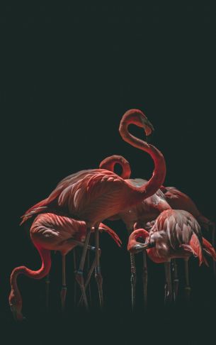 Обои 3195x5096 фламинго, птица, черный фон