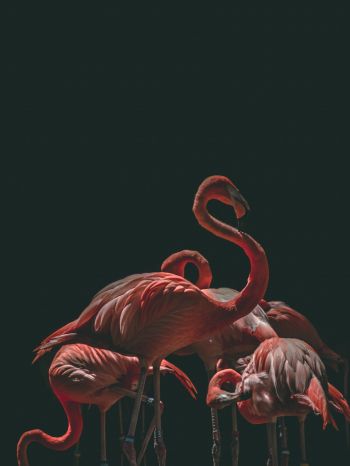 Обои 1620x2160 фламинго, птица, черный фон