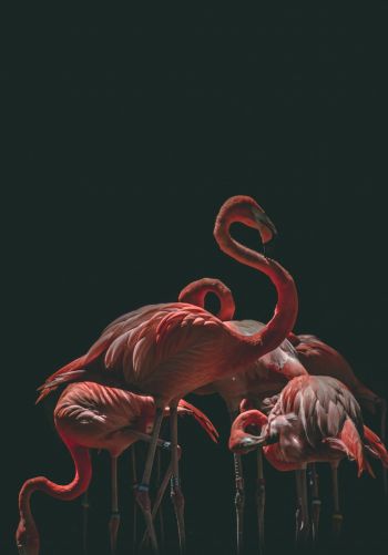 Обои 1668x2388 фламинго, птица, черный фон
