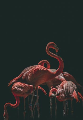 flamingo, bird, black background Wallpaper 1640x2360