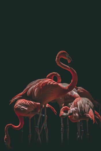 Обои 640x960 фламинго, птица, черный фон