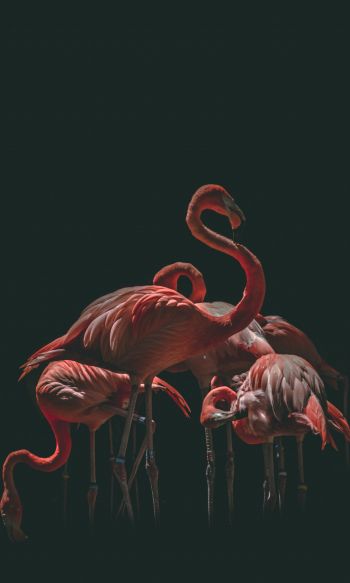 flamingo, bird, black background Wallpaper 1200x2000